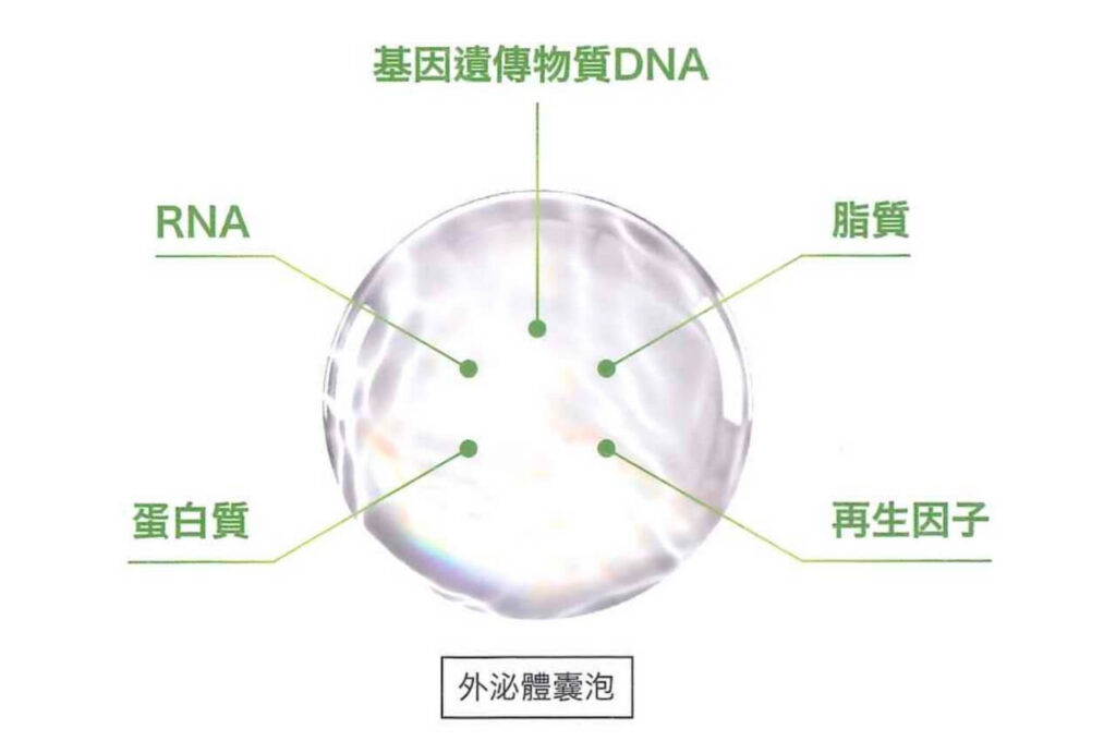 高雄外泌體生髮推薦|悅真醫美打造頭皮再生力,見證濃密新生 2 高雄外泌體生髮|外泌體囊泡組成示意圖