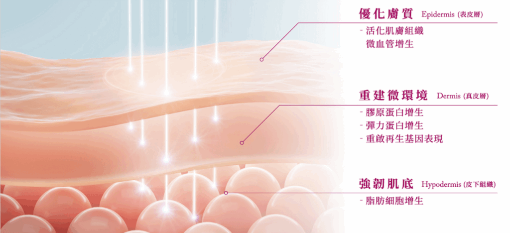 高雄童顏針Dcard常見問題完整解析|效果、價格、施打心得一次整理 4 童顏針作用示意圖